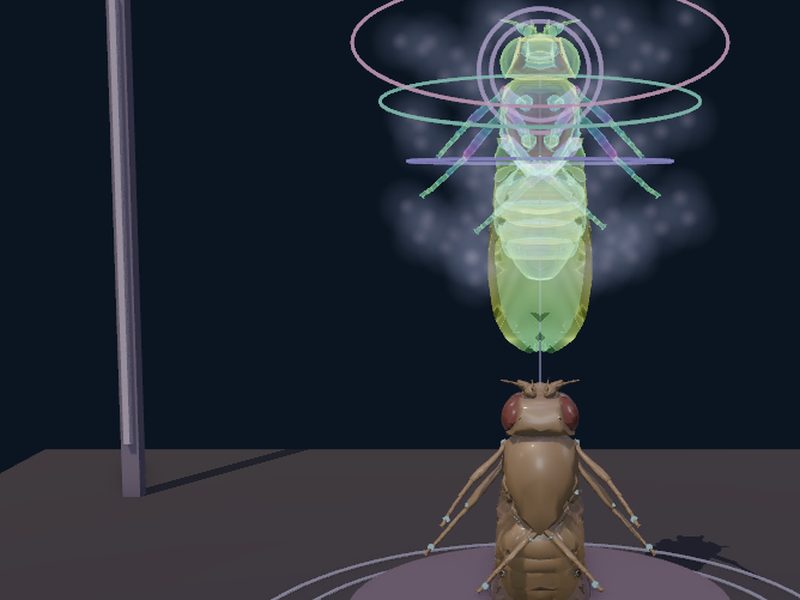 Astral Projection: fly brain experiment scene