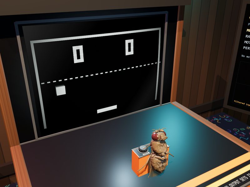 Connectome Paddle Game:ハエの脳の実験シーン