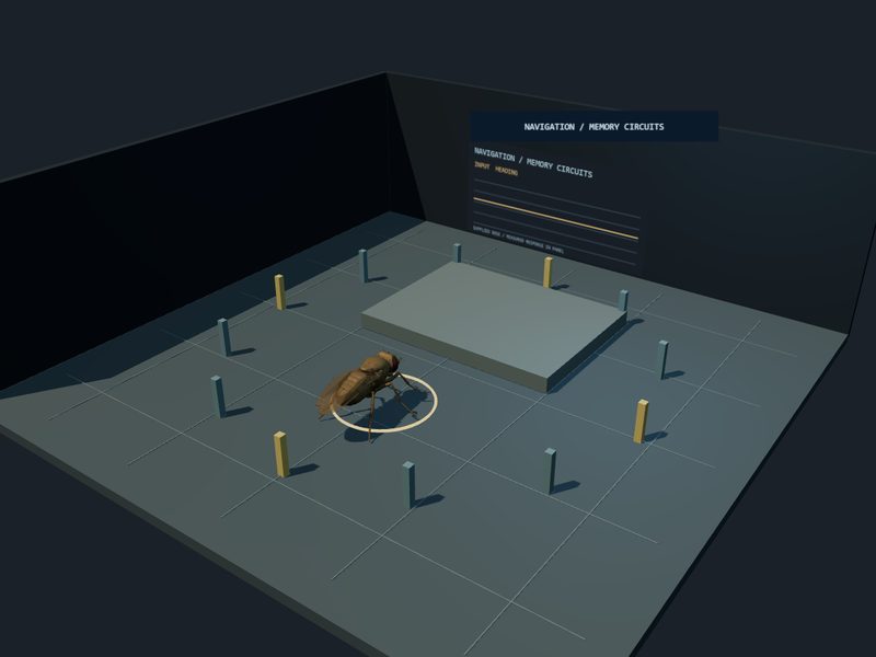 Navigation and Memory Bench: fly brain experiment scene
