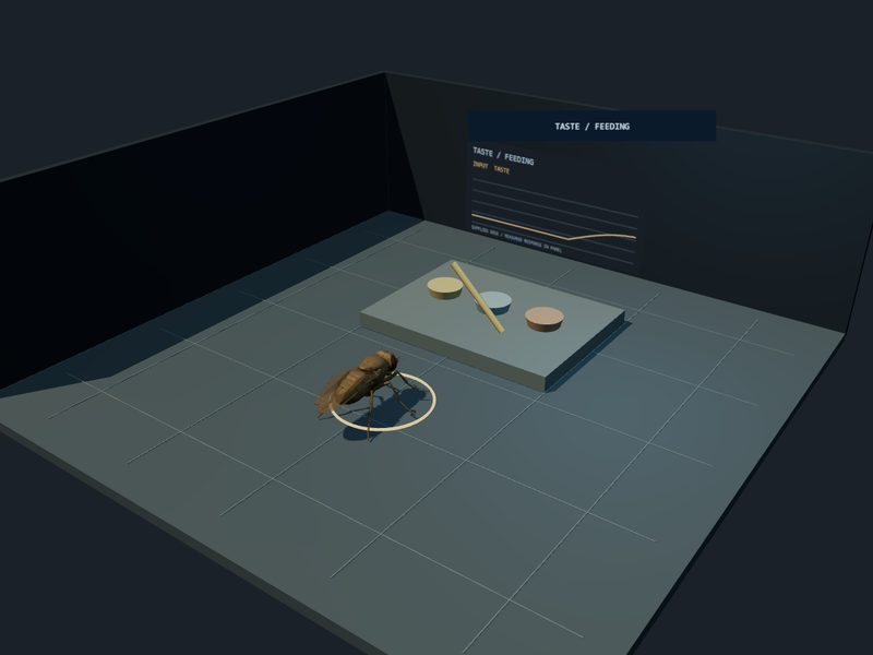 Taste and Feeding Bench: fly brain experiment scene